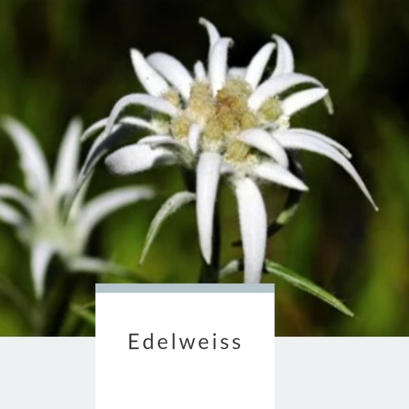 APPLE BLOSSOM | Body Wash Infused Buffer | Spongelle | Brand New in Box - Picture 7 of 9